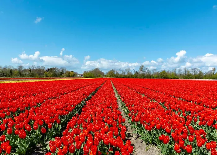 Modern Coastal Escape * Sint Maartensvlotbrug